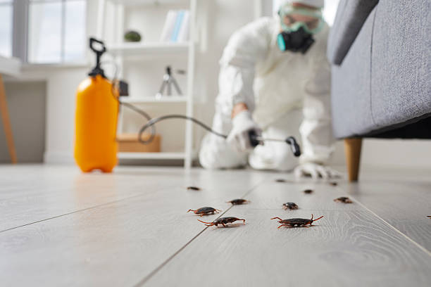 Commercial Kitchen Cockroach Control in Las Maravillas